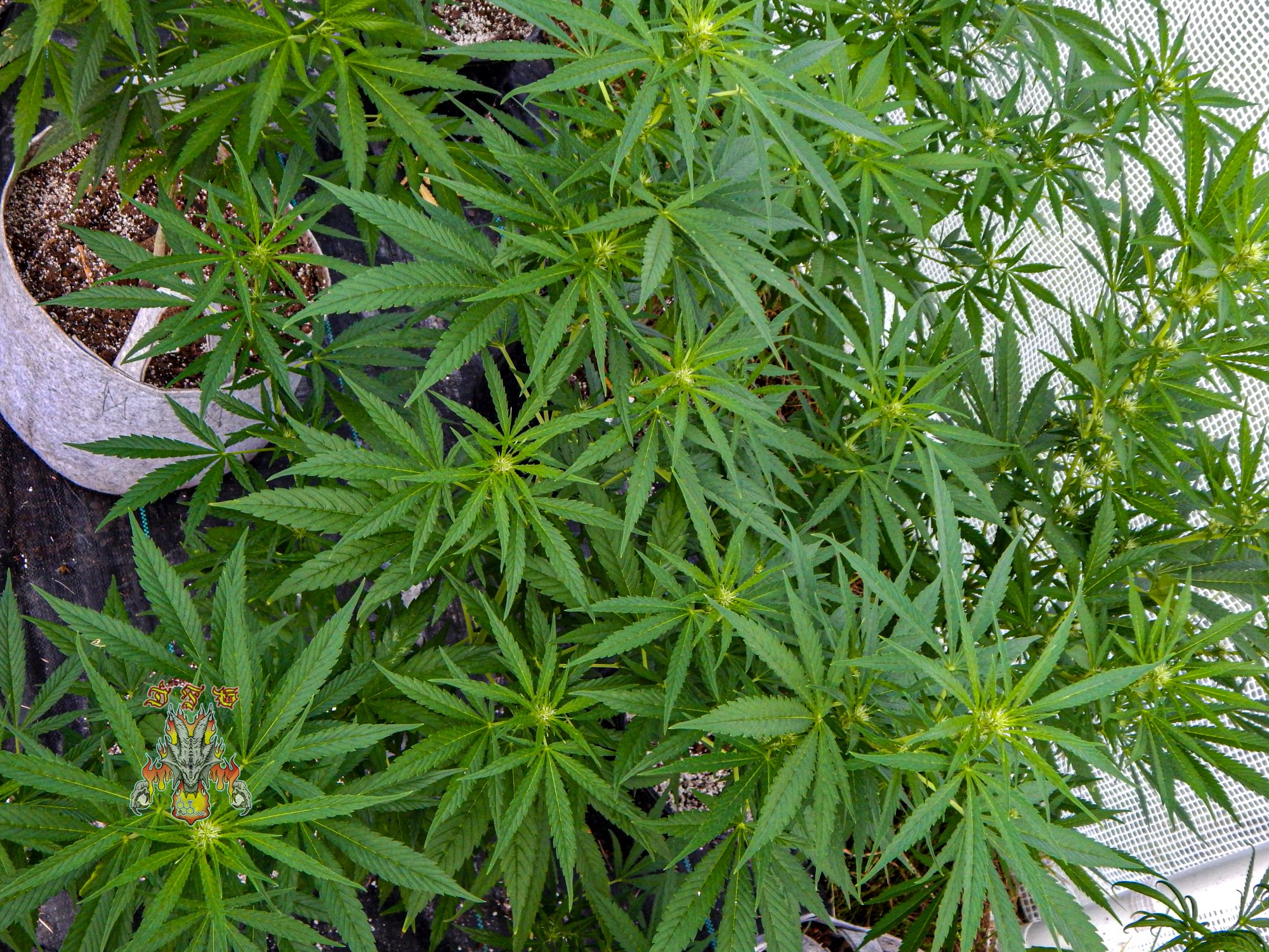 Pineapple malawi day 23
