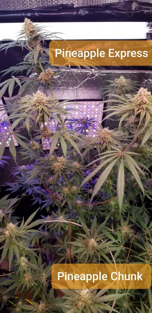 Pineapple Plants
