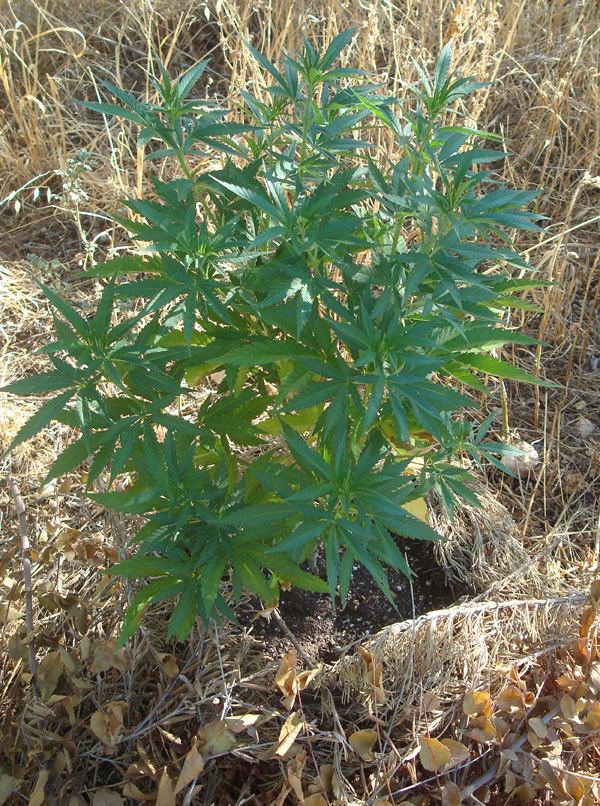 Pineapplechunk2