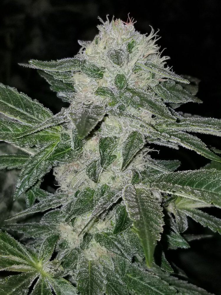 Pineappleskunk32018