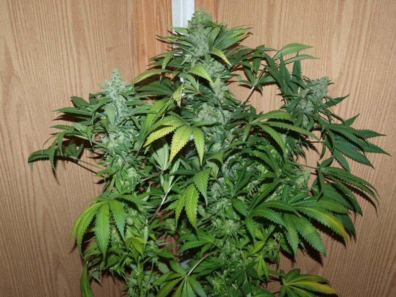 Pinecone Thai Pheno