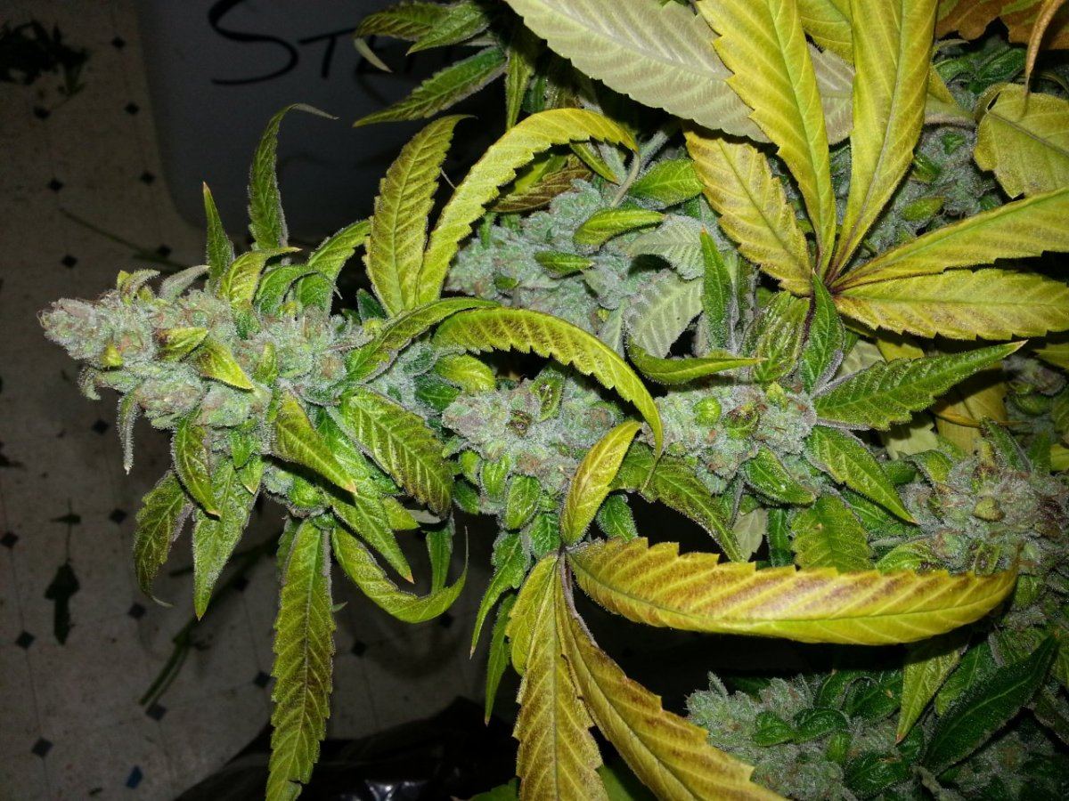 PineSol ff 1016 harvest