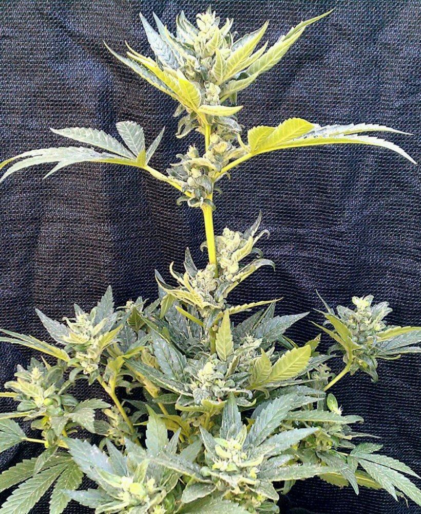 Pinesol x MC  56 days