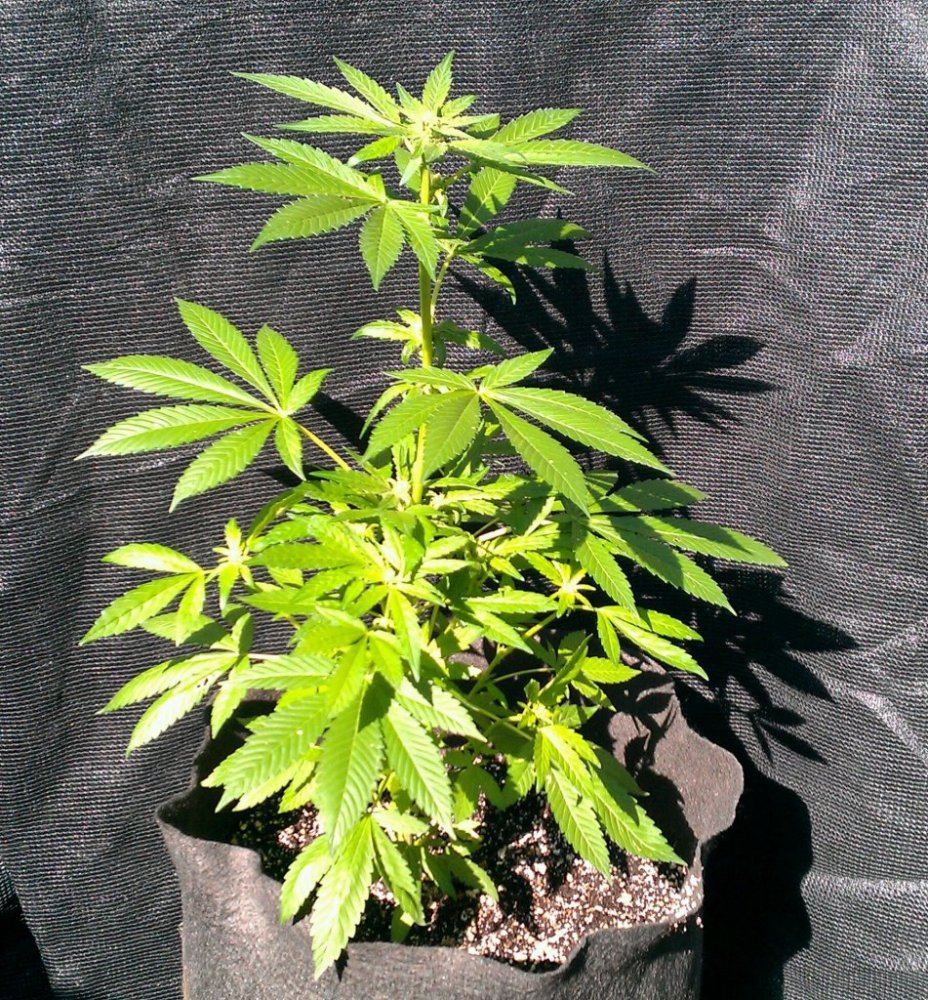 Pinesoul 1   19 days
