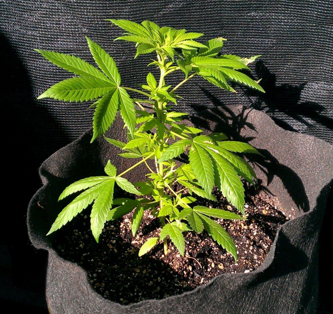 Pinesoul 1 tall 2 9