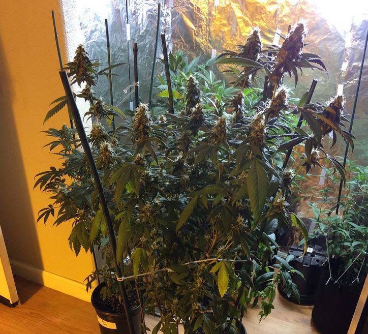 Pinesoul x orgasmatron1 2