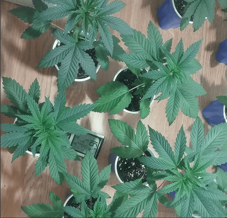 Pinesoul x orgasmatron 2 11 18
