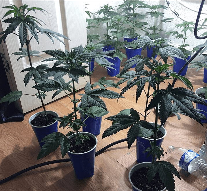 Pinesoul x orgasmatron 2 18 18 2