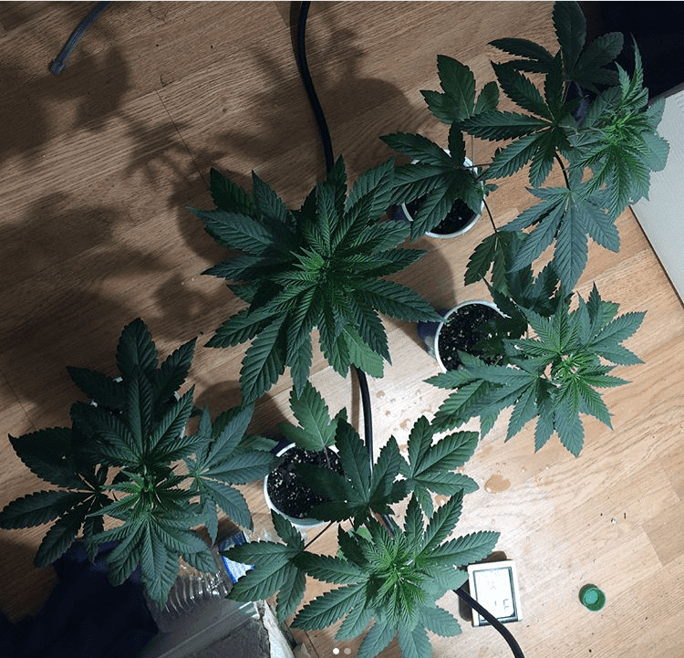Pinesoul x orgasmatron 2 18 18