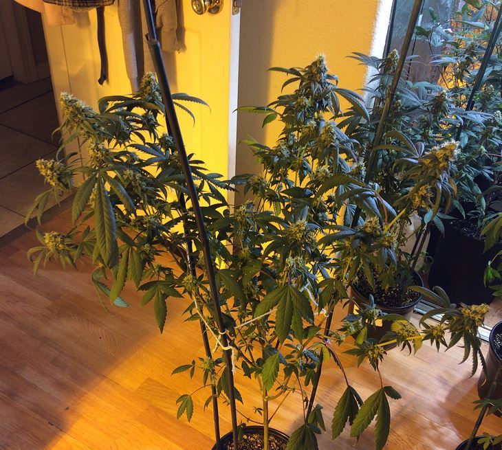 Pinesoul x orgasmatron 2