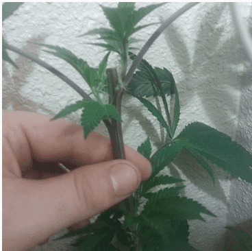 Pinesoul x orgasmatron 3 8 18