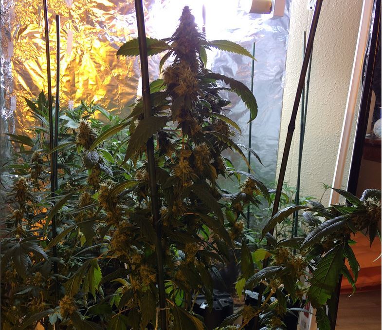 Pinesoul x orgasmatron3