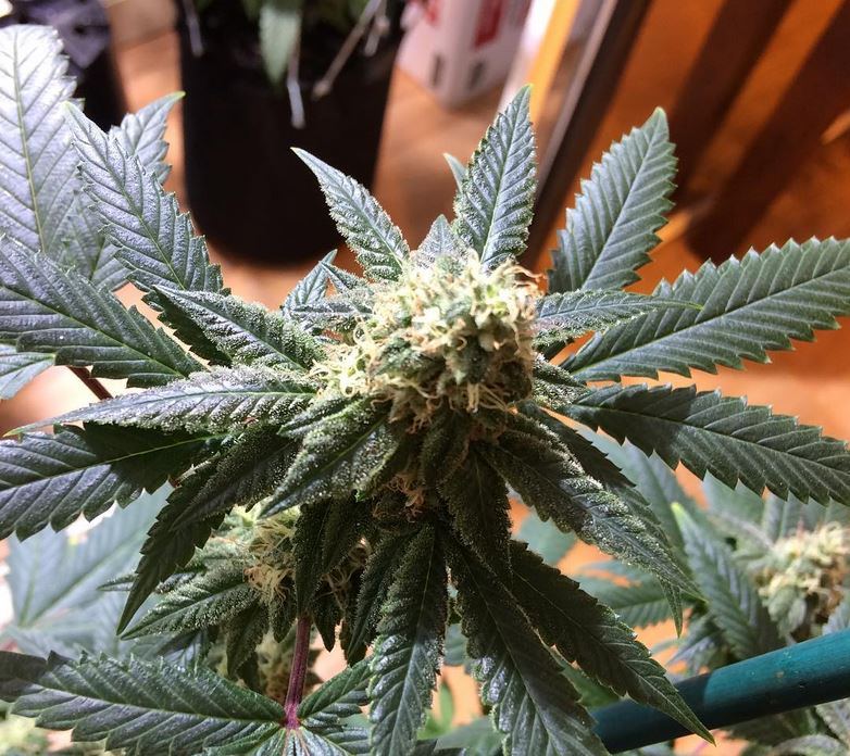 Pinesoul x orgasmatron 5