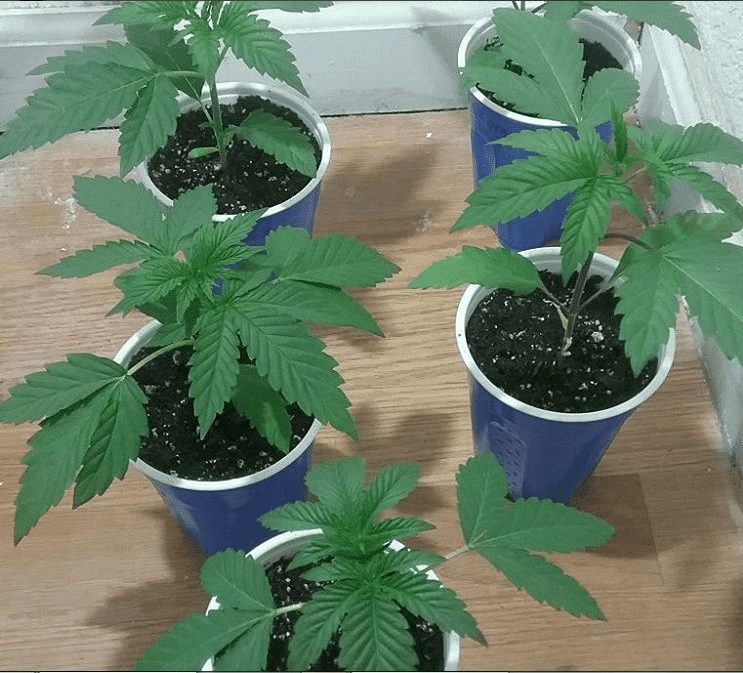 Pinesoul x orgasmatron