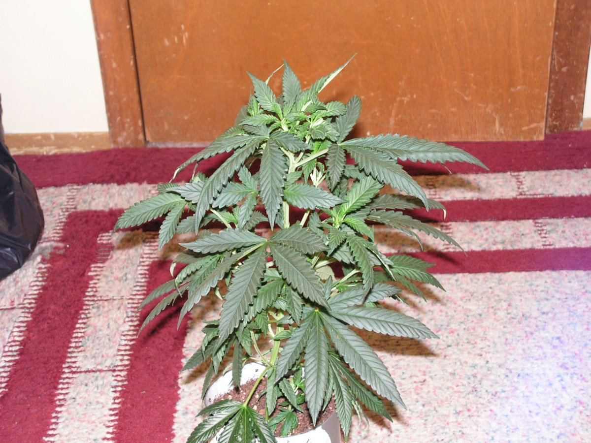 Pink chem 9 28 1