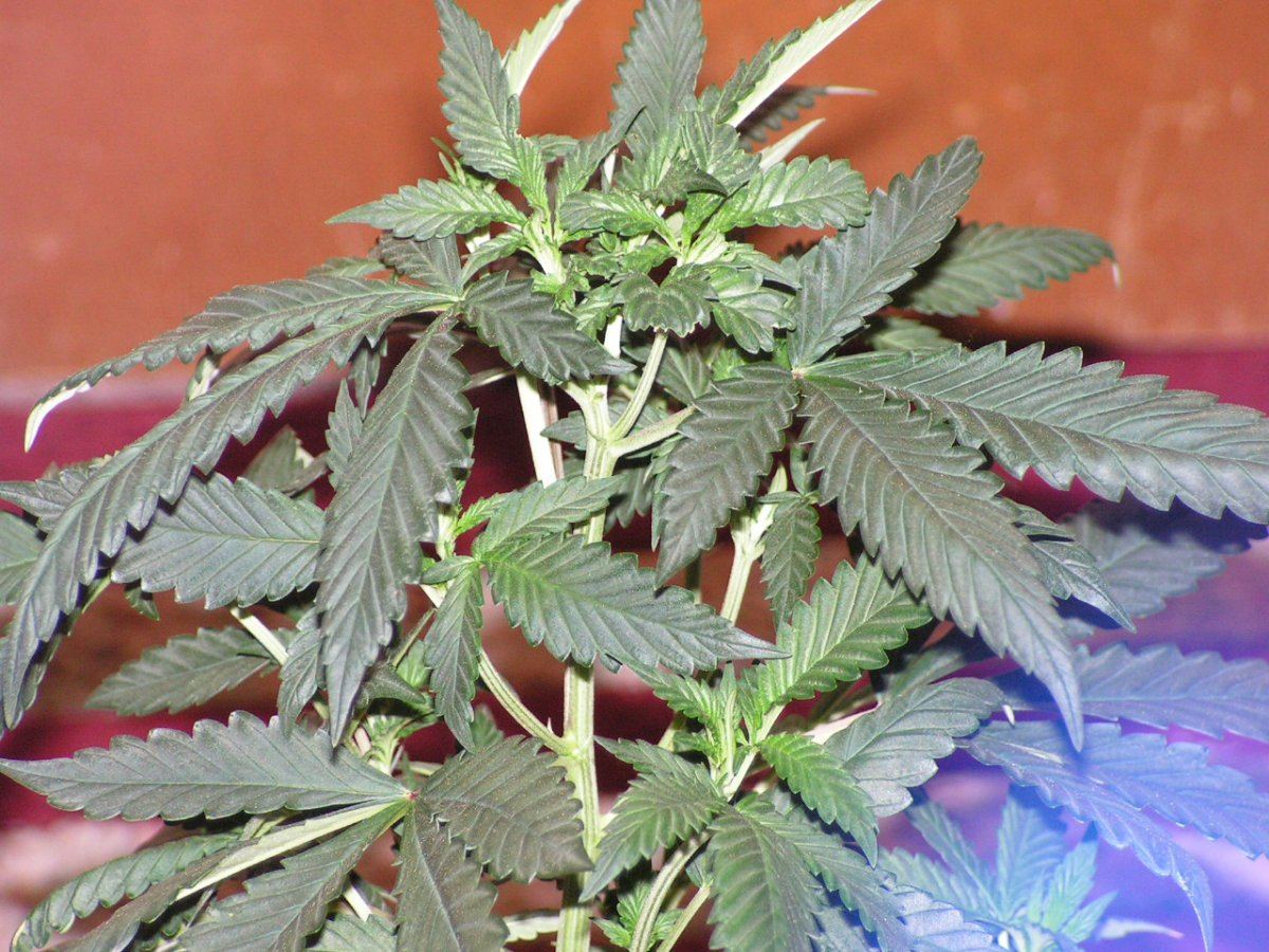 Pink chem 9 28 2