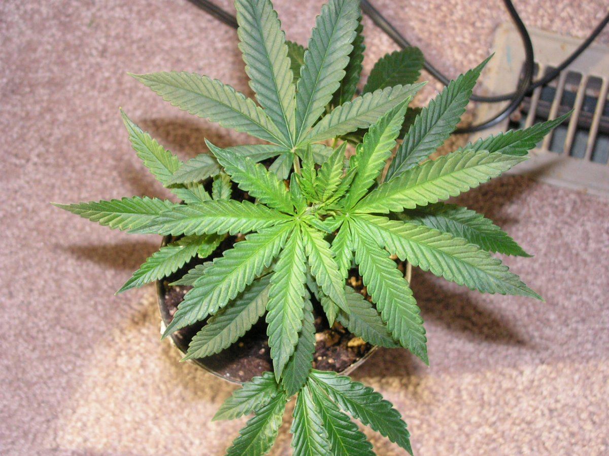 Pink chem clone 1