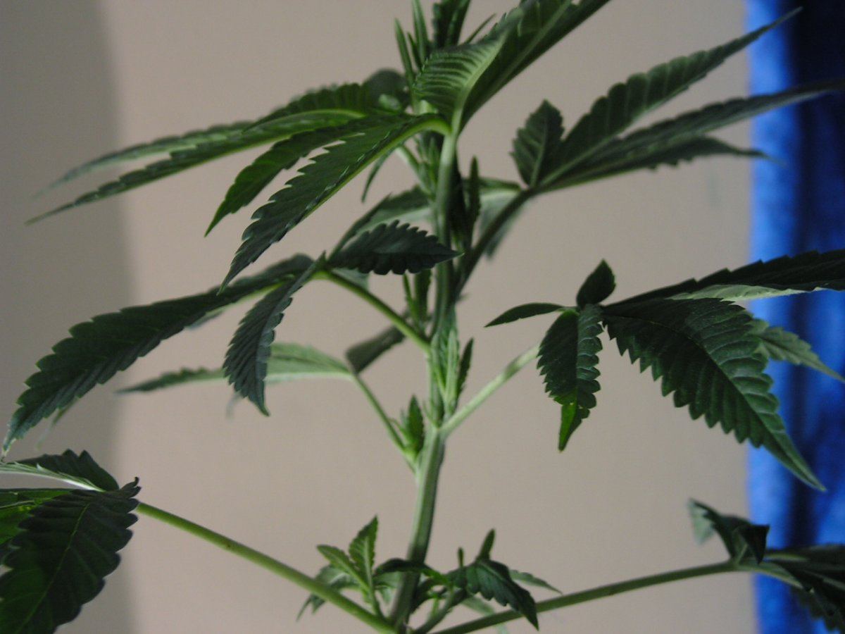 Pink chem clone side