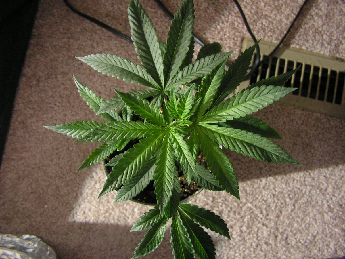 Pink chem clone top