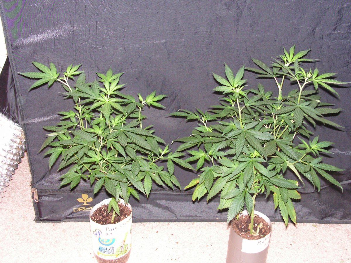 PINK CHEM D4F 1