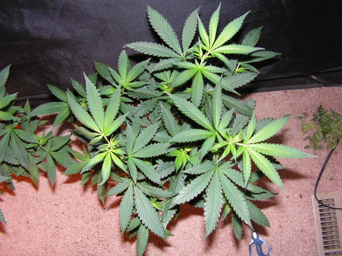 PINK CHEM D4F 3