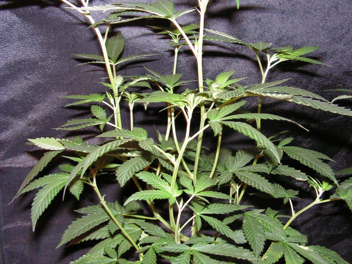 PINK CHEM D4F 4