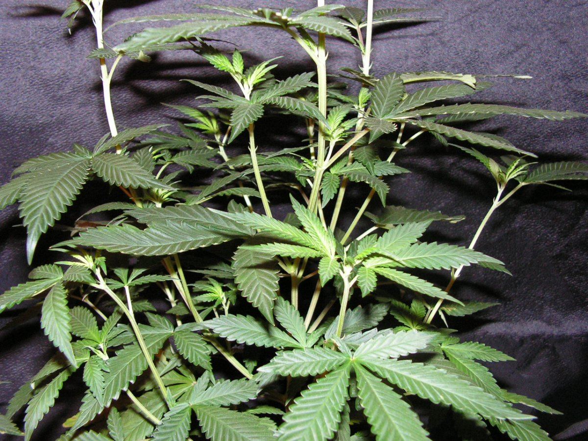 PINK CHEM D4F 5