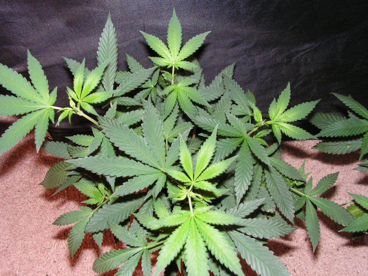 PINK CHEM D4F2