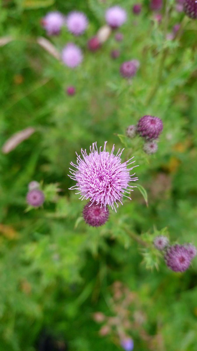 Pink flower