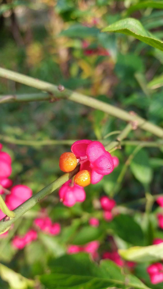 Pink orange