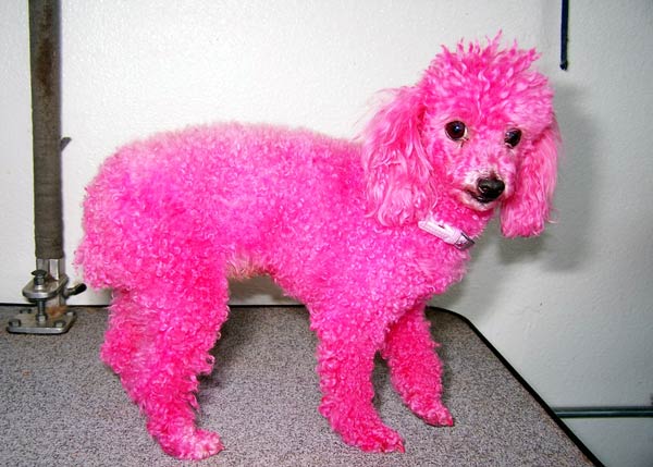 Pink Poodle Pre web 1