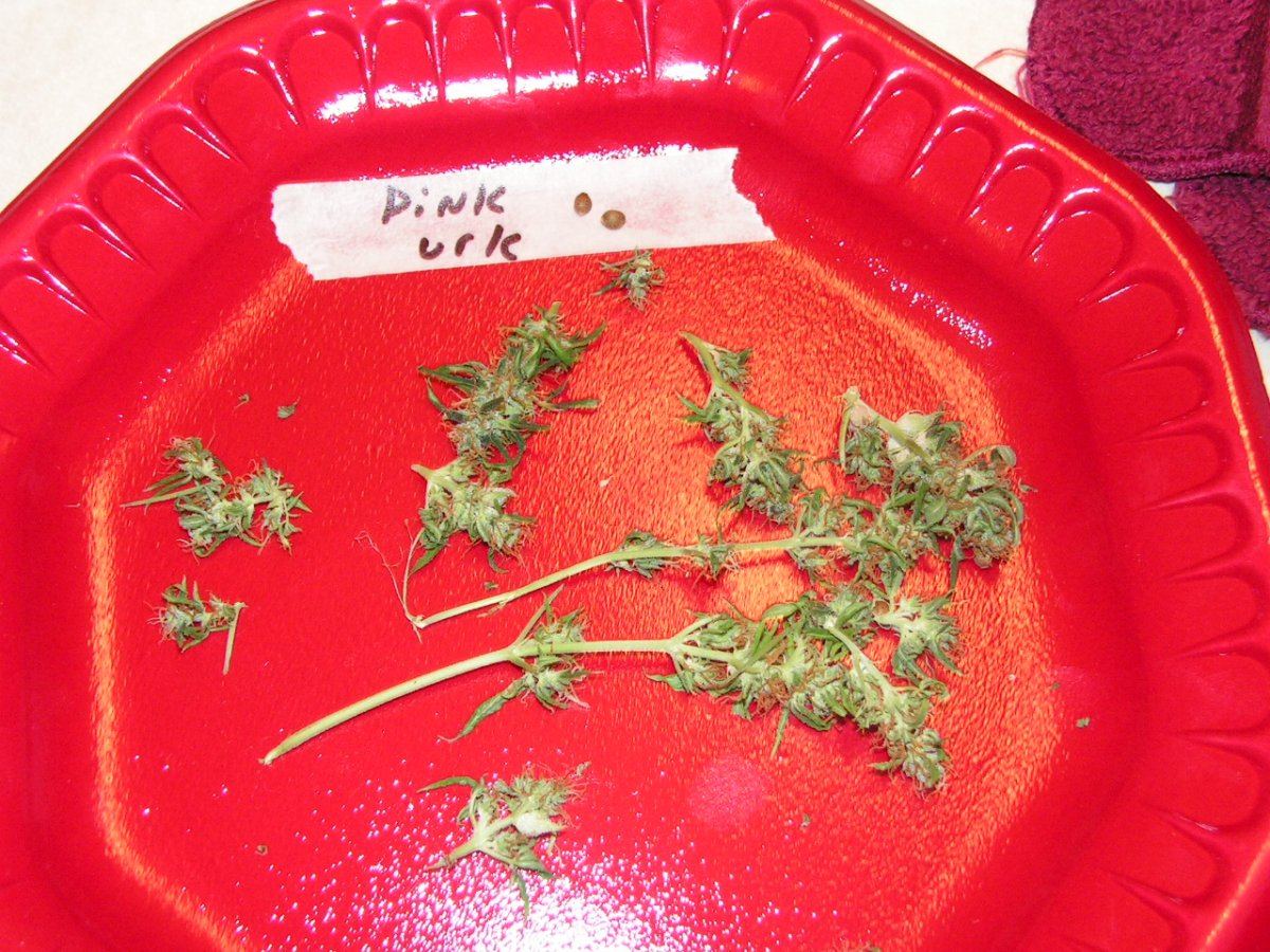 PINK URKLE 1