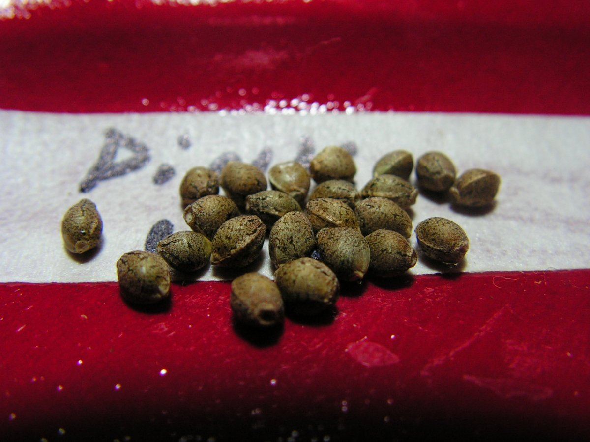 PINK URKLE SEEDS 23