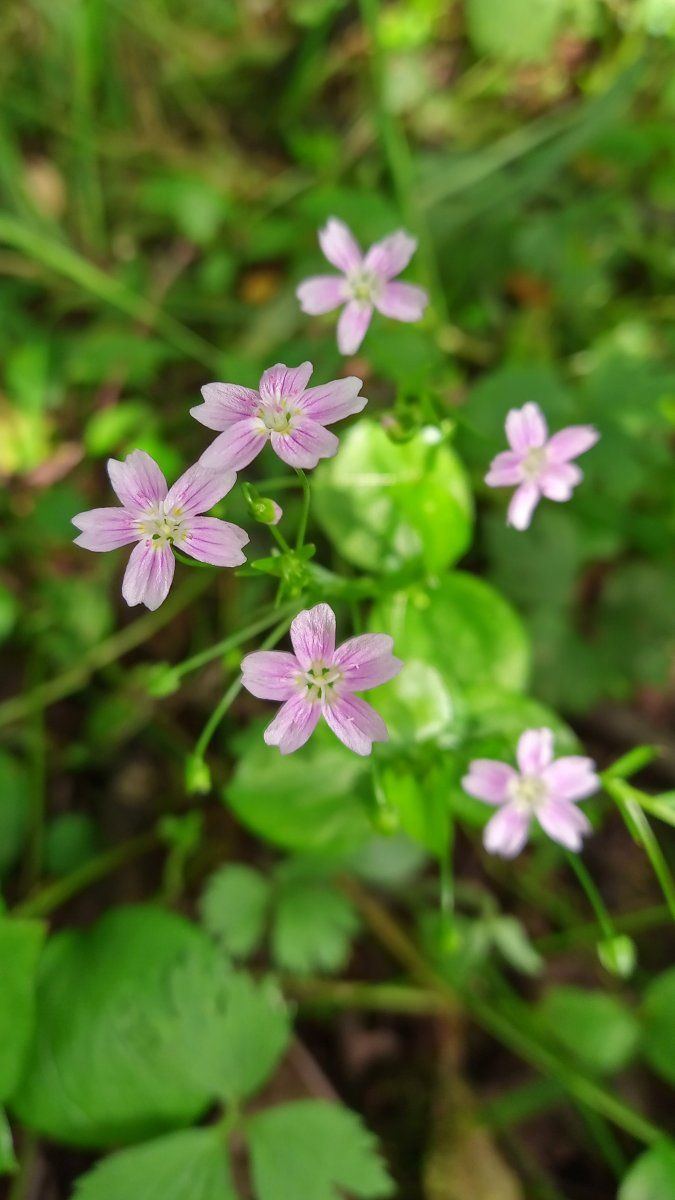 Pink white flower