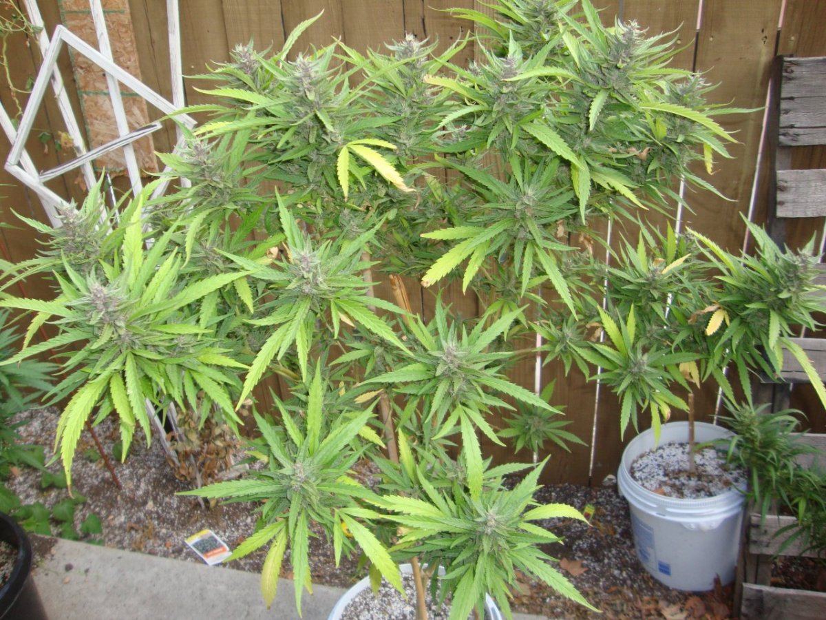 Pink208wk6