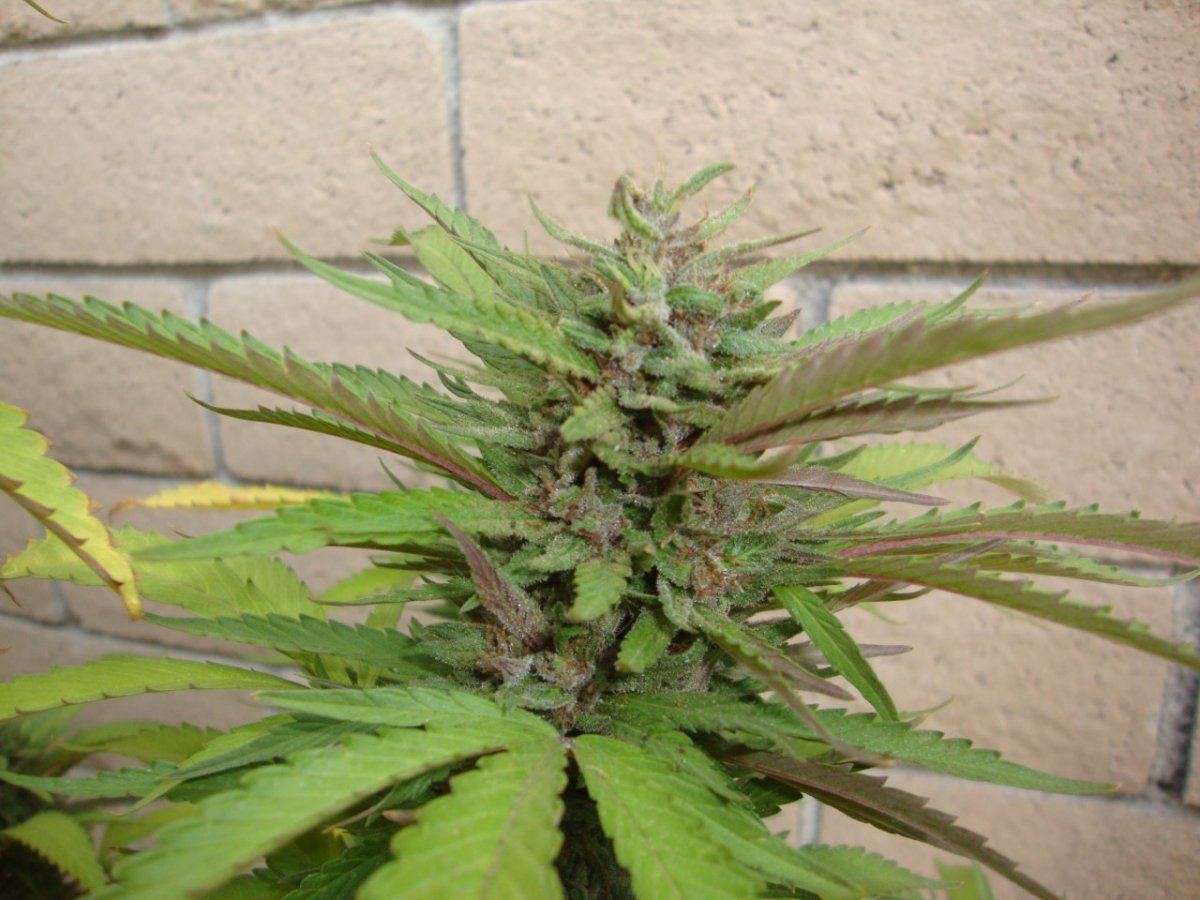 Pink20topwk6 2
