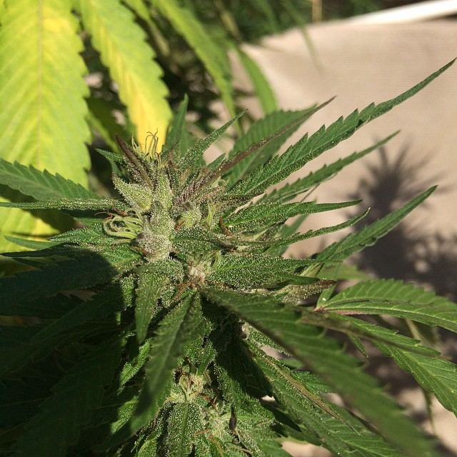 Pink3seeded