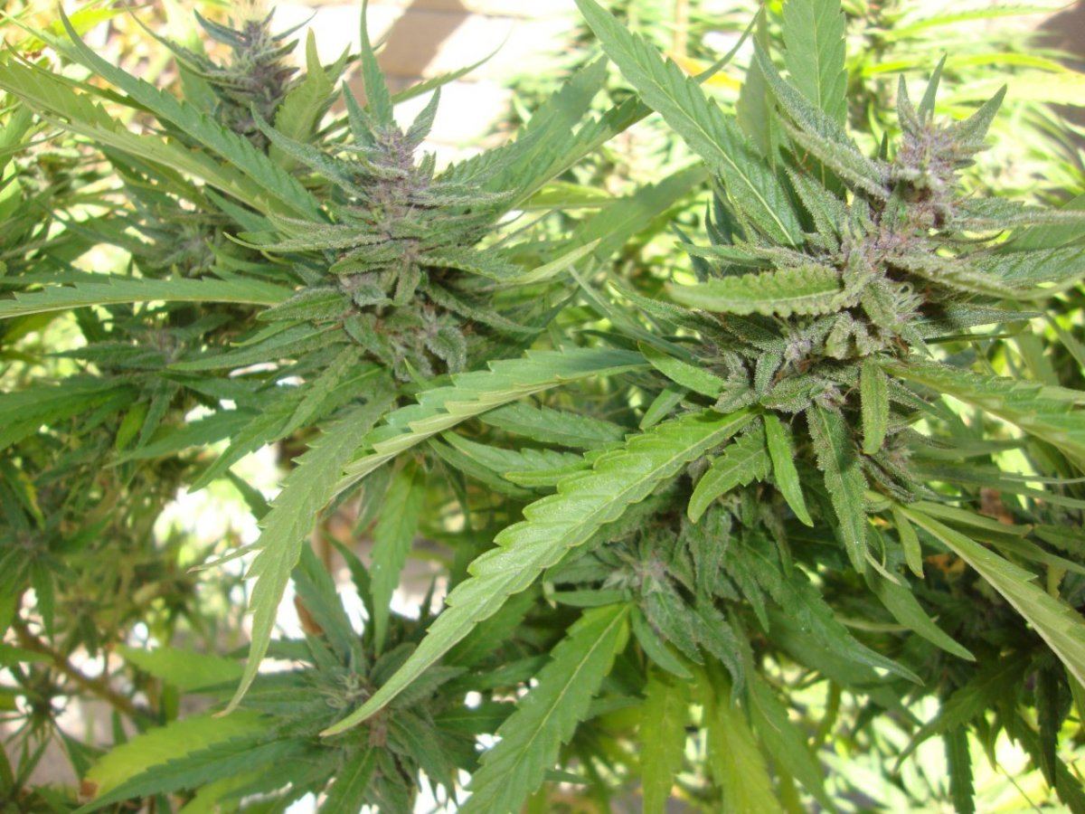 Pink8flower