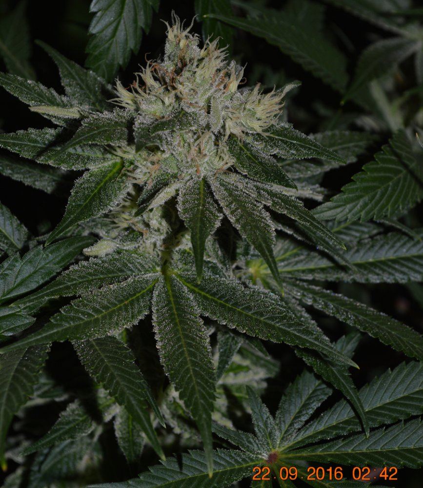 Pink pck sh frost5