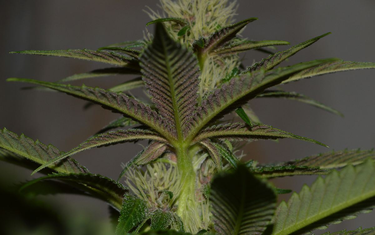 Pinkabax