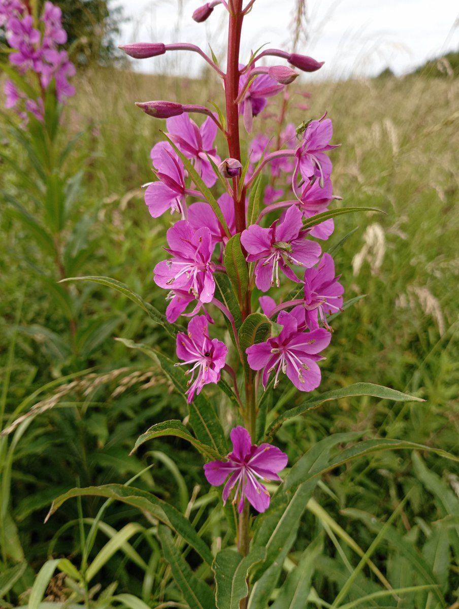 Pinkflowers