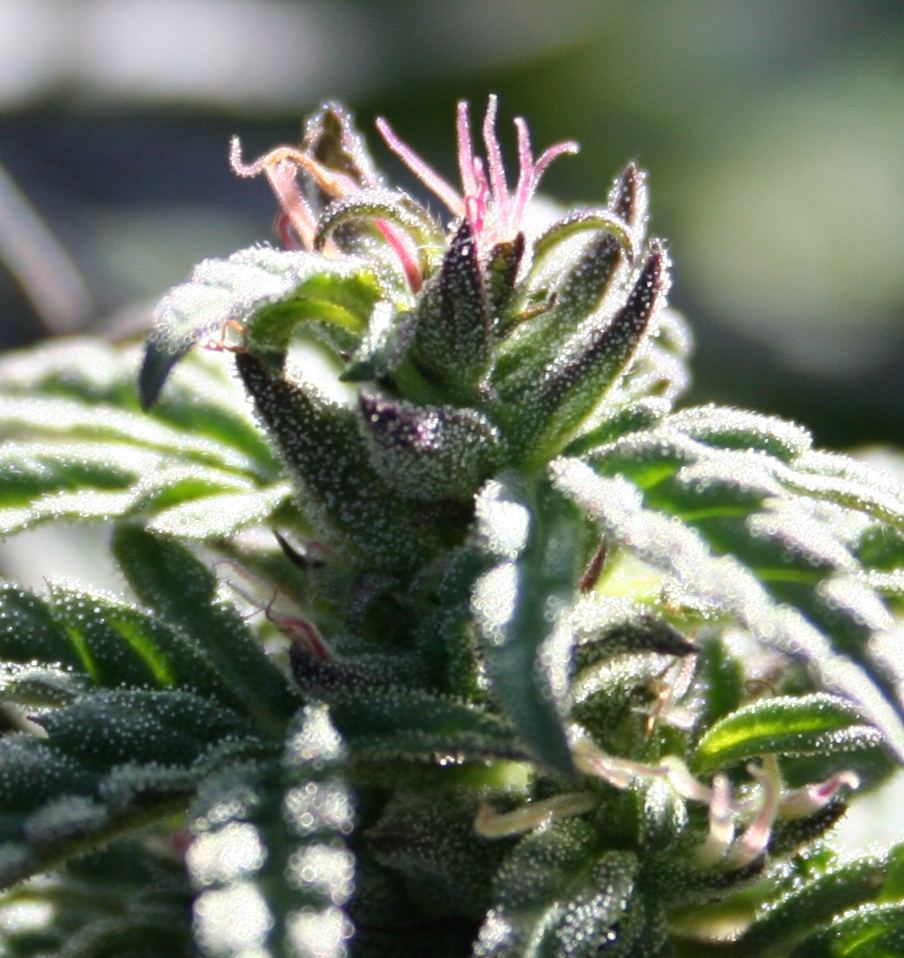 PinkHairs