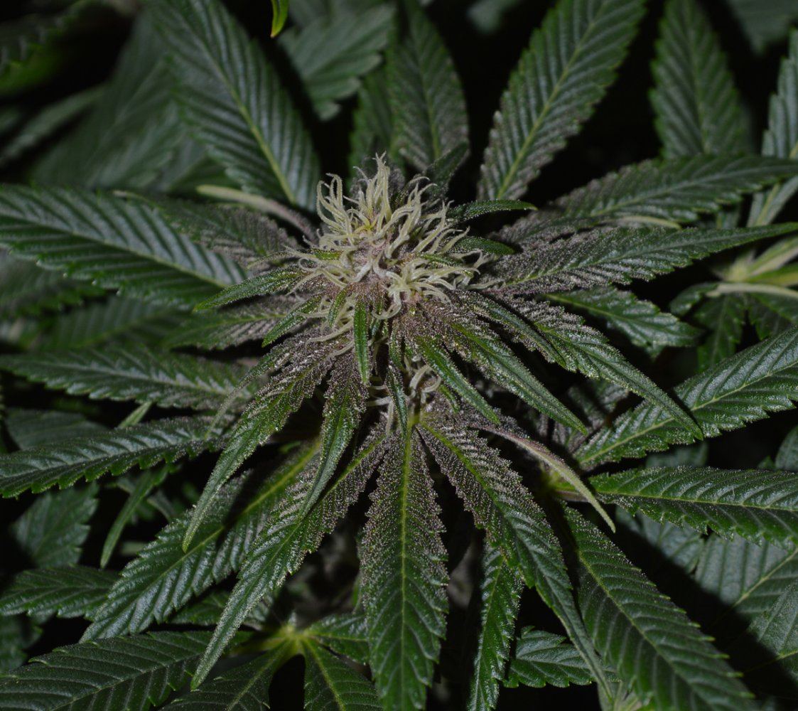 Pinklowerbud