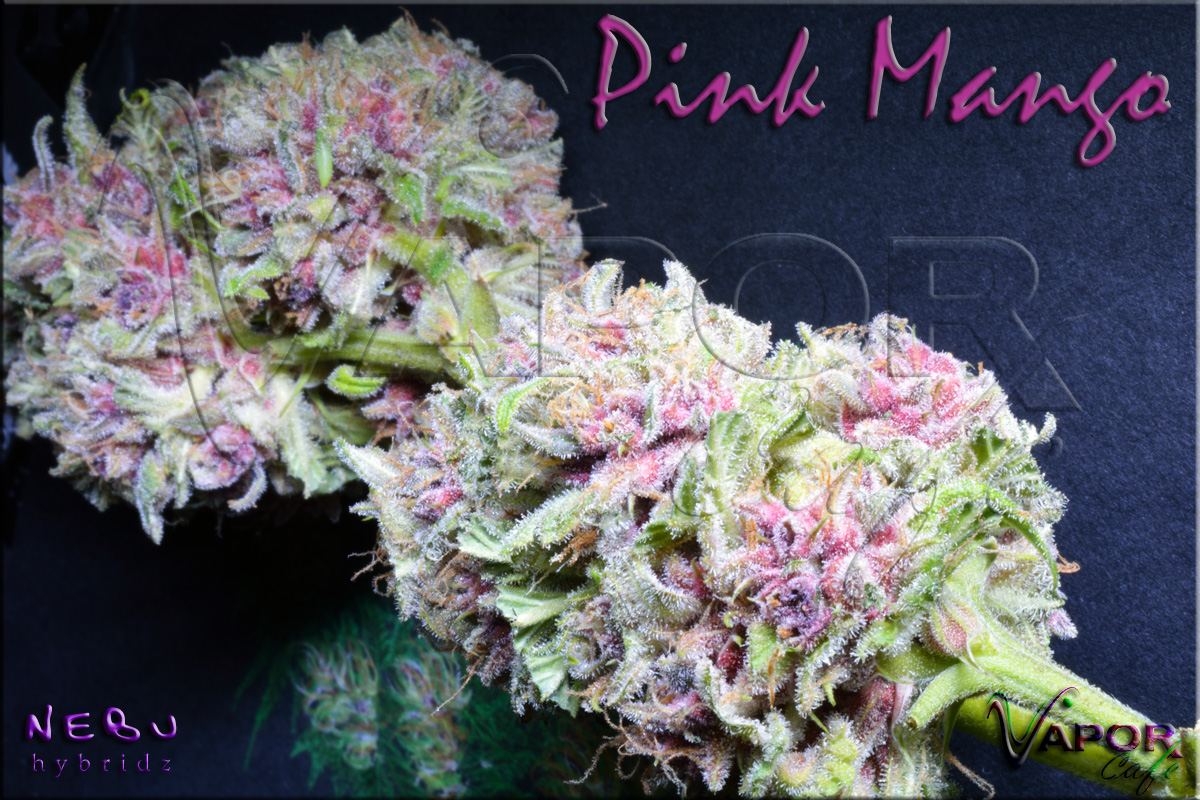 PinkMango FreshManiUnder 01