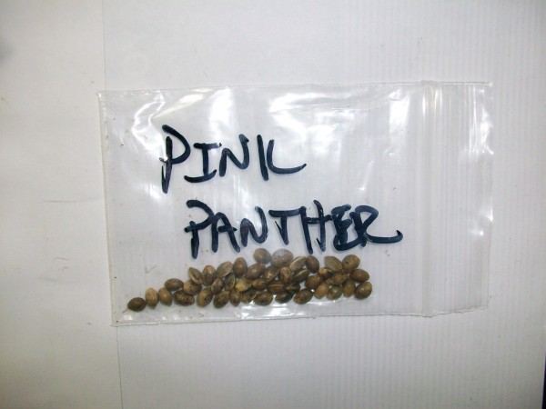 PinkPanther 600 x 450