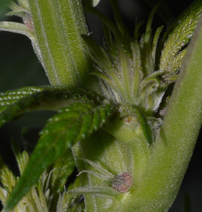 Pinkpistil