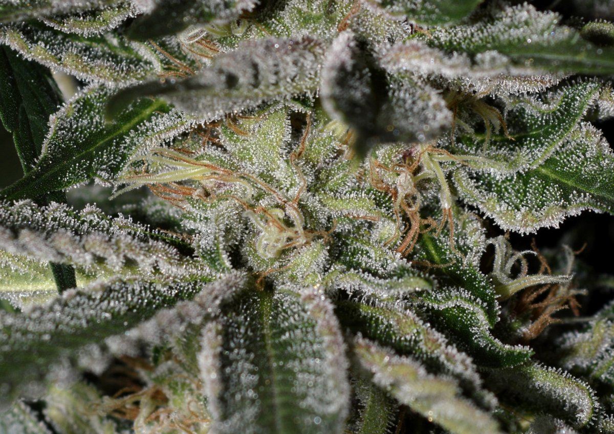 Pinksh closeup2