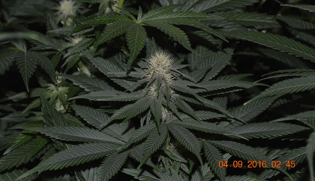 Pinksh success frosty2