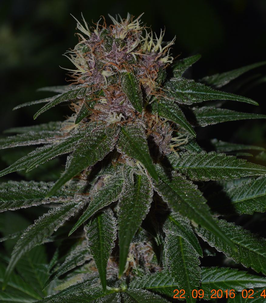Pinksh success frosty7