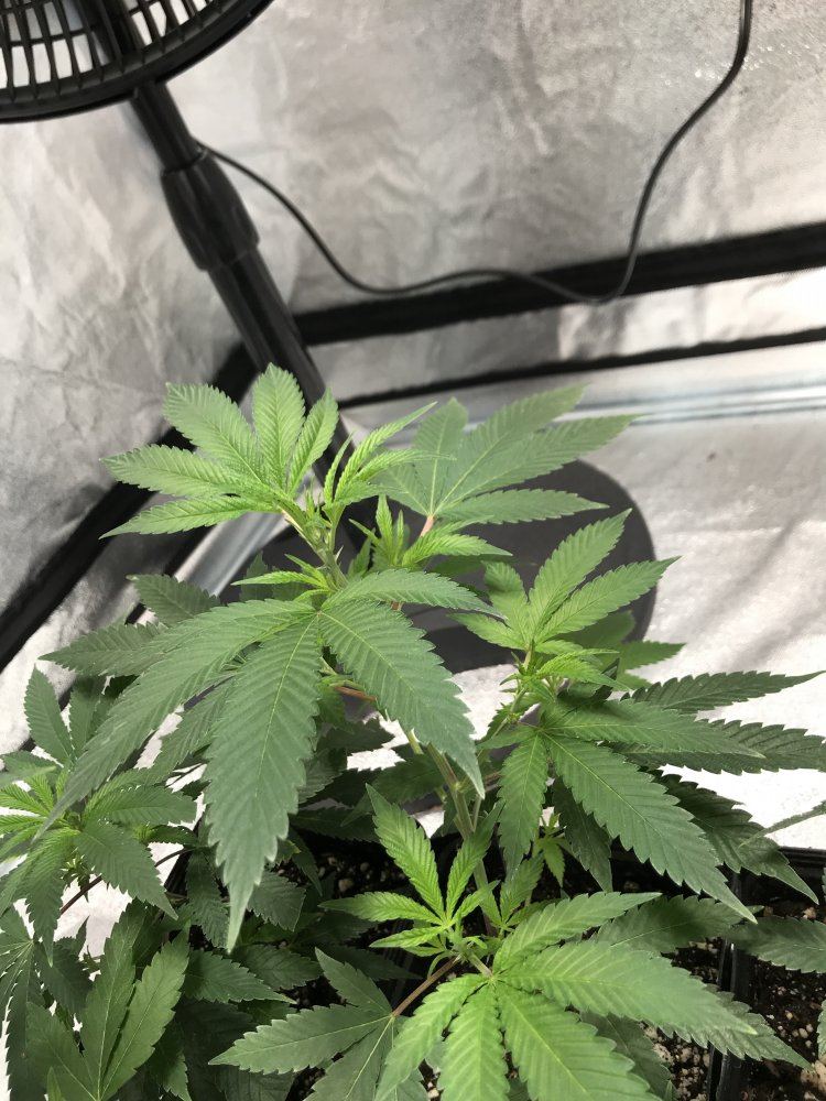 Pinkstem